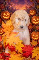 Honey, a female Goldendoodle for sale in Colorado Springs, CO – 1 of 5