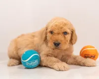 Ranger, a male Goldendoodle for sale in Colorado Springs, CO – Photo 1 of 2