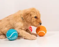 Ranger, a male Goldendoodle for sale in Colorado Springs, CO – Photo 2 of 2
