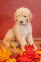 Rowan, a male Goldendoodle for sale in Colorado Springs, CO – 2 of 4