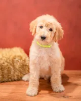 Cedar, a male Goldendoodle for sale in Colorado Springs, CO – 2 of 4