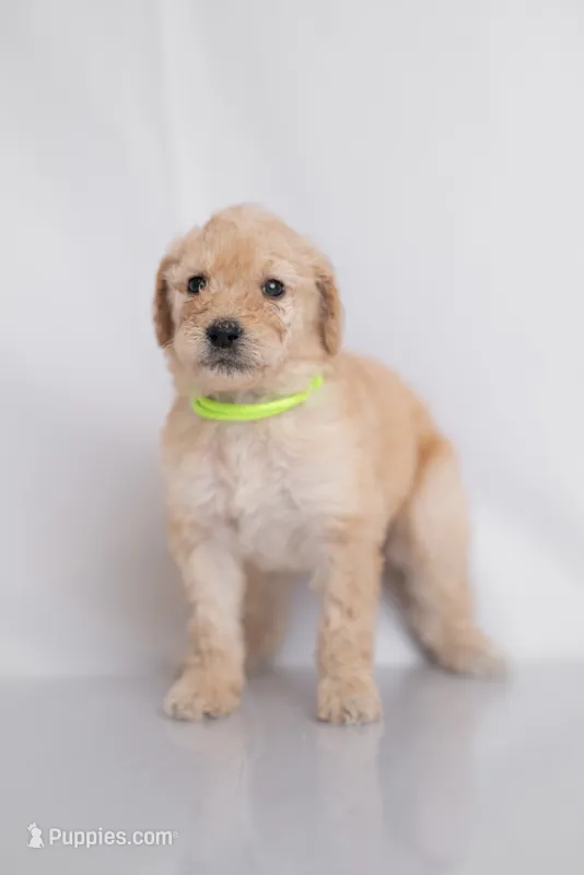 Cedar – Goldendoodle puppy for sale in Colorado Springs, CO