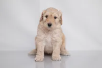 Maple, a female Goldendoodle for sale in Colorado Springs, CO – 1 of 3