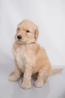 Rowan, a male Goldendoodle for sale in Colorado Springs, CO – 2 of 3