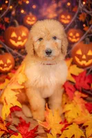 Sunny, a female Goldendoodle for sale in Colorado Springs, CO – 3 of 6