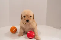 Willow, a female Goldendoodle for sale in Colorado Springs, CO – Photo 2 of 3