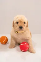 Willow, a female Goldendoodle for sale in Colorado Springs, CO – Photo 1 of 3