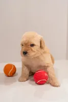 Willow, a female Goldendoodle for sale in Colorado Springs, CO – Photo 3 of 3