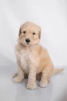 Rowan, a male Goldendoodle for sale in Colorado Springs, CO – 1 of 3