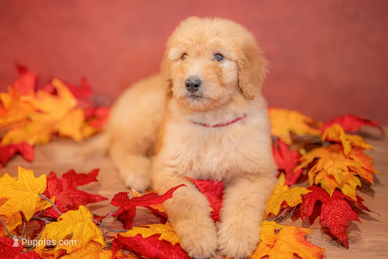 Marigold – Goldendoodle puppy for sale in Colorado Springs, CO