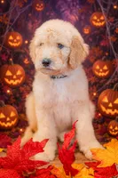 Oakley, a male Goldendoodle for sale in Colorado Springs, CO – 2 of 5