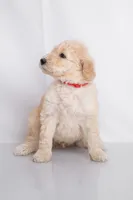 Boone, a male Goldendoodle for sale in Colorado Springs, CO – 2 of 3
