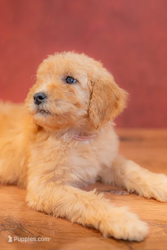 Ember – Goldendoodle puppy for sale in Colorado Springs, CO