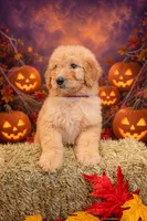 Sunny, a female Goldendoodle for sale in Colorado Springs, CO – 4 of 6