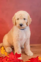 Rowan, a male Goldendoodle for sale in Colorado Springs, CO – 4 of 4