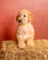 Cedar, a male Goldendoodle for sale in Colorado Springs, CO – 3 of 4