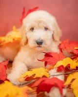 Copper, a male Goldendoodle for sale in Colorado Springs, CO – 3 of 3