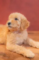 Ember, a female Goldendoodle for sale in Colorado Springs, CO – 2 of 3