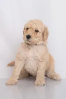 Copper, a male Goldendoodle for sale in Colorado Springs, CO – 3 of 3