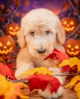 Scout, a male Goldendoodle for sale in Colorado Springs, CO – 4 of 5
