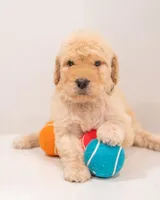 Canyon, a male Goldendoodle for sale in Colorado Springs, CO – Photo 4 of 4