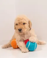 Canyon, a male Goldendoodle for sale in Colorado Springs, CO – Photo 3 of 4