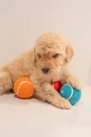 Canyon, a male Goldendoodle for sale in Colorado Springs, CO – Photo 1 of 4
