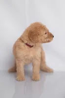 Marigold, a female Goldendoodle for sale in Colorado Springs, CO – 1 of 2