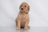 Oakley, a male Goldendoodle for sale in Colorado Springs, CO – 2 of 3