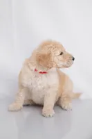 Boone, a male Goldendoodle for sale in Colorado Springs, CO – 3 of 3