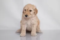 Maple, a female Goldendoodle for sale in Colorado Springs, CO – 3 of 3