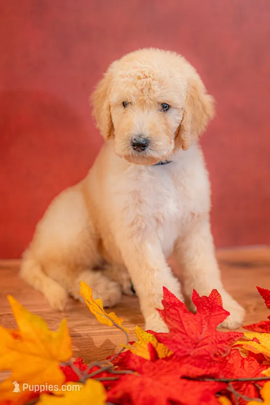 Rowan – Goldendoodle puppy for sale in Colorado Springs, CO