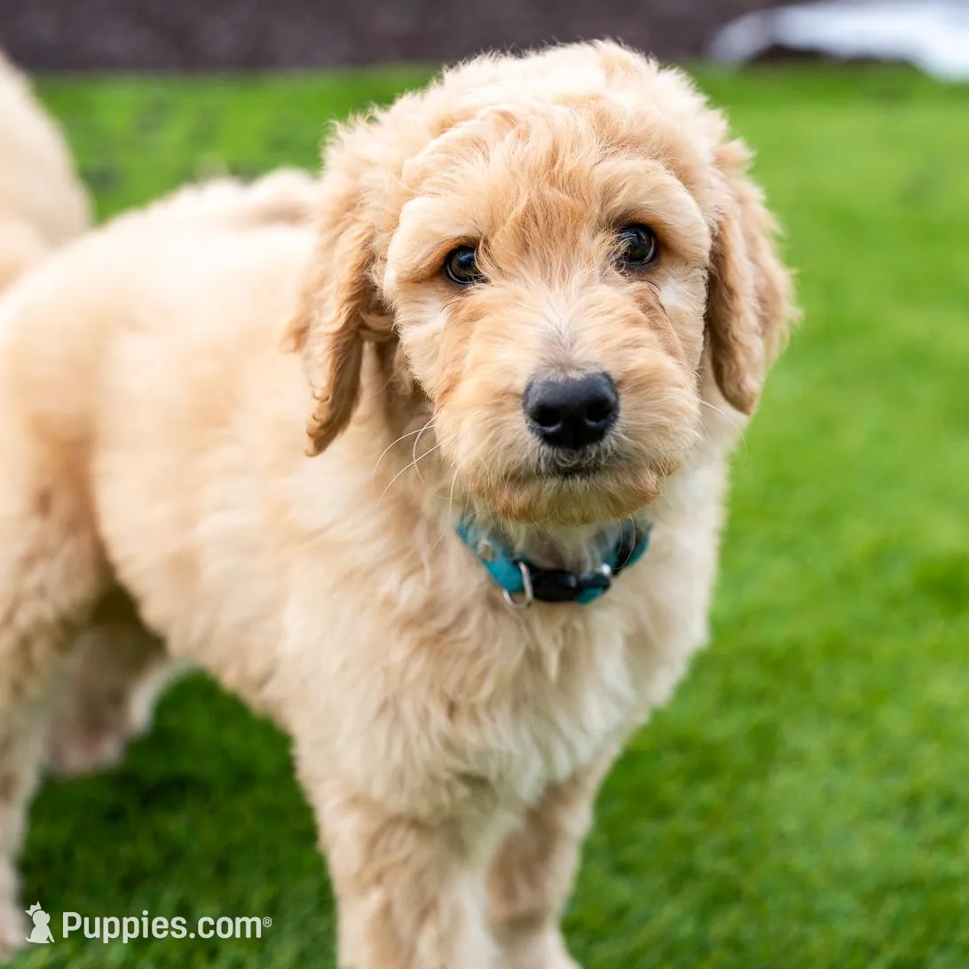 Denver, a male Goldendoodle for sale in Colorado Springs, CO – Photo 6 of 10