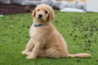 Denver, a male Goldendoodle for sale in Colorado Springs, CO – Photo 10 of 10