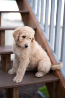 Denver, a male Goldendoodle for sale in Colorado Springs, CO – Photo 2 of 10