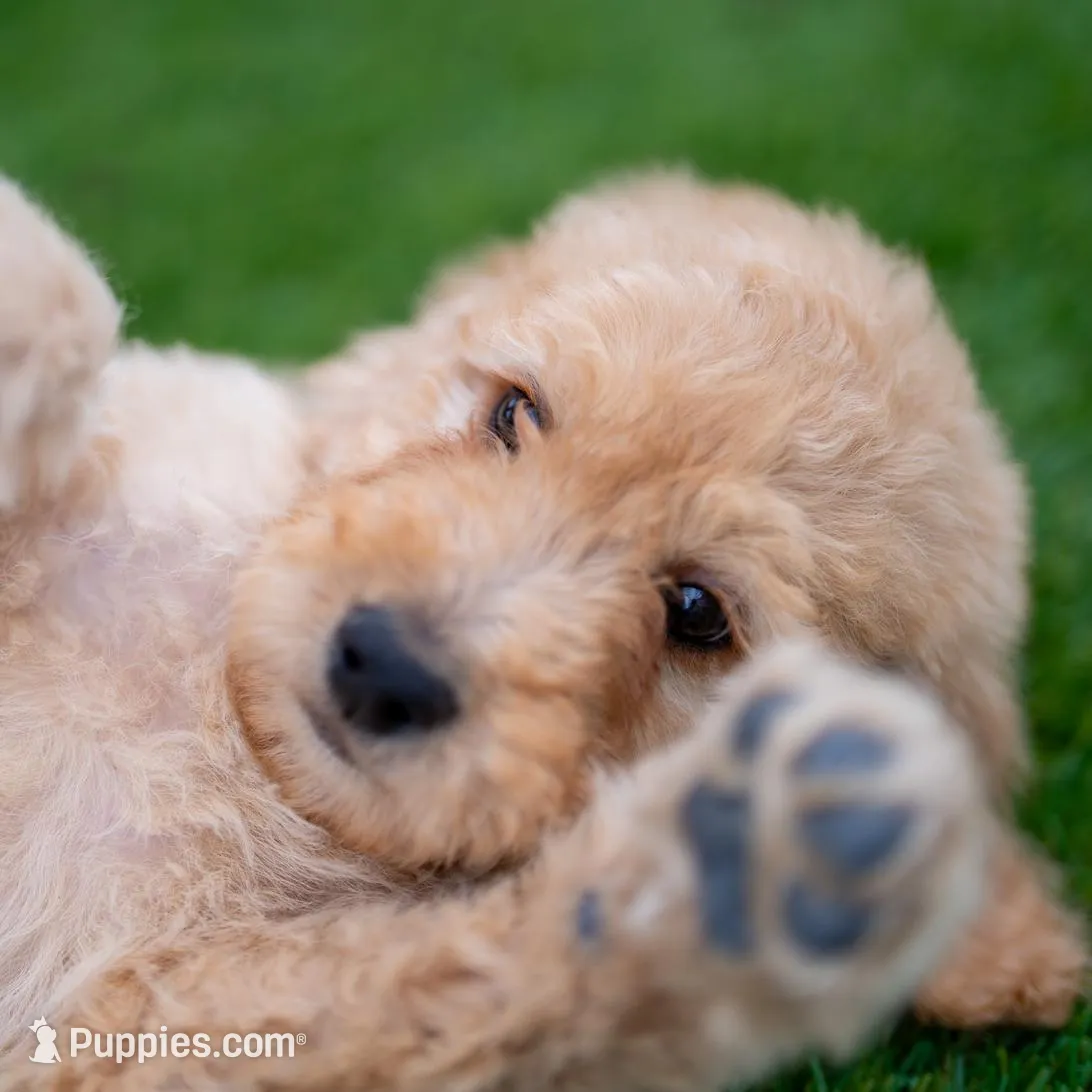 Denver, a male Goldendoodle for sale in Colorado Springs, CO – Photo 9 of 10