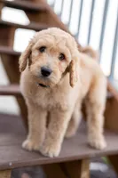 Denver, a male Goldendoodle for sale in Colorado Springs, CO – Photo 5 of 10