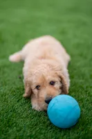 Denver, a male Goldendoodle for sale in Colorado Springs, CO – Photo 7 of 10