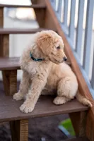 Denver, a male Goldendoodle for sale in Colorado Springs, CO – Photo 4 of 10