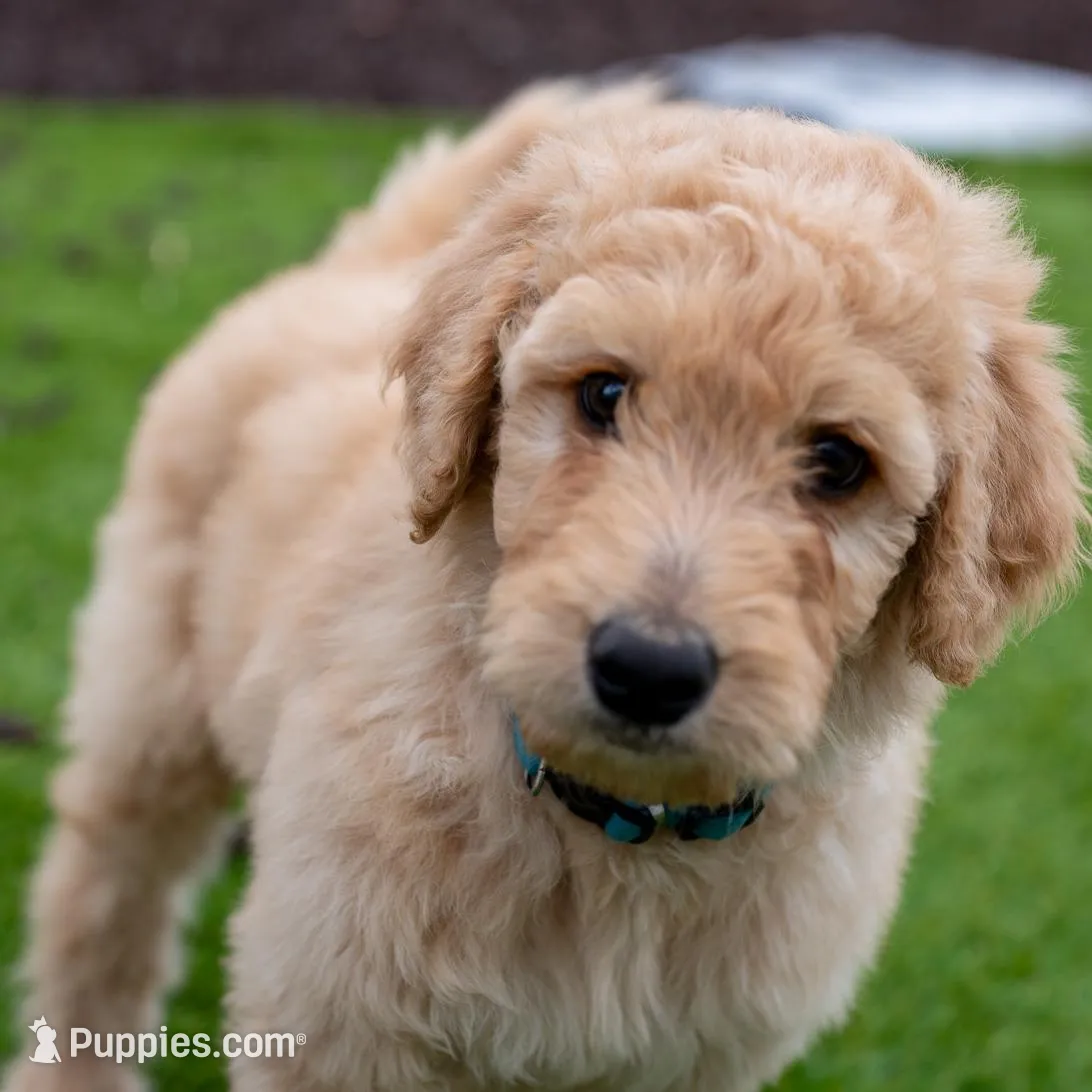 Denver, a male Goldendoodle for sale in Colorado Springs, CO – Photo 8 of 10