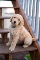 Denver, a male Goldendoodle for sale in Colorado Springs, CO – Photo 1 of 10