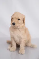 Rowan, a male Goldendoodle for sale in Colorado Springs, CO – 3 of 3