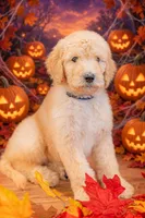 Oakley, a male Goldendoodle for sale in Colorado Springs, CO – 1 of 5