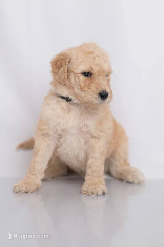 Copper – Goldendoodle puppy for sale in Colorado Springs, CO