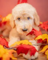 Copper, a male Goldendoodle for sale in Colorado Springs, CO – 2 of 3