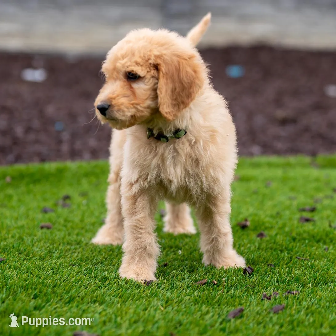 Hunter, a male Goldendoodle for sale in Colorado Springs, CO – Photo 5 of 10