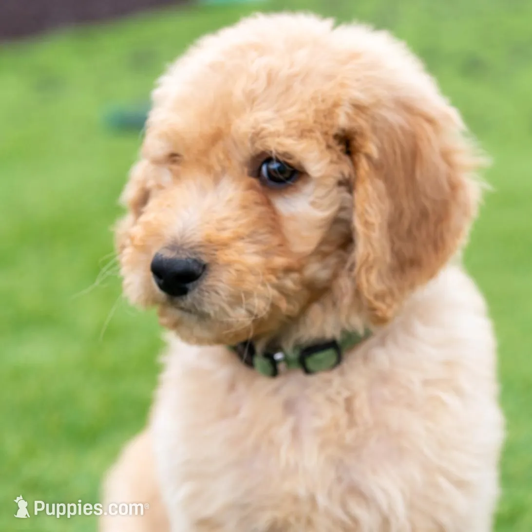 Hunter, a male Goldendoodle for sale in Colorado Springs, CO – Photo 9 of 10