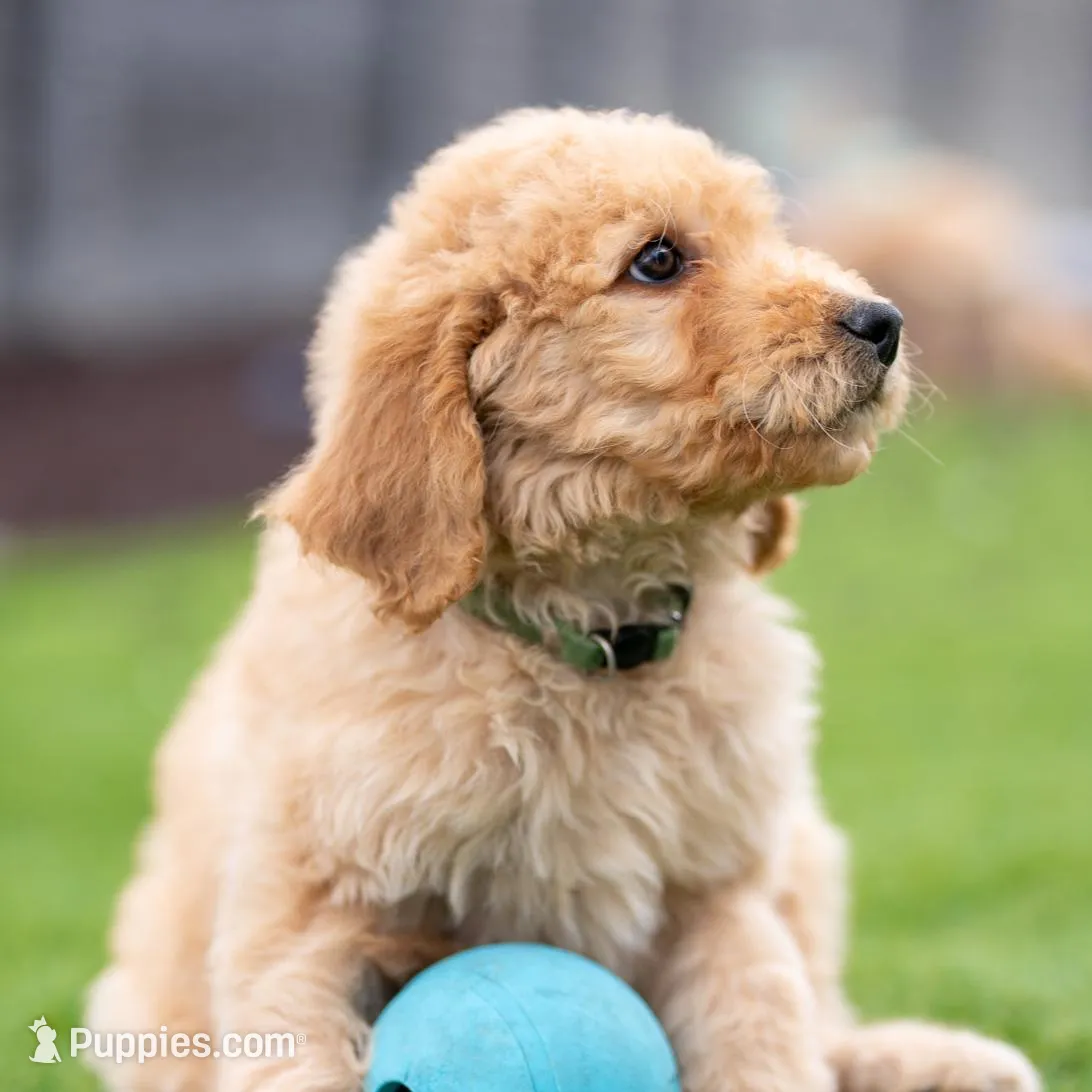 Hunter, a male Goldendoodle for sale in Colorado Springs, CO – Photo 8 of 10