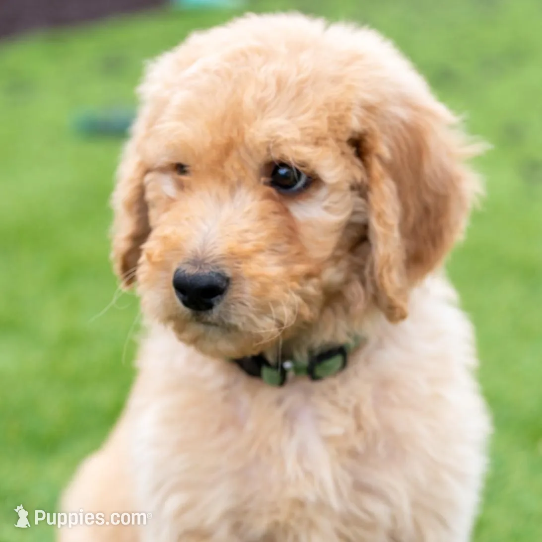 Hunter, a male Goldendoodle for sale in Colorado Springs, CO – Photo 6 of 10