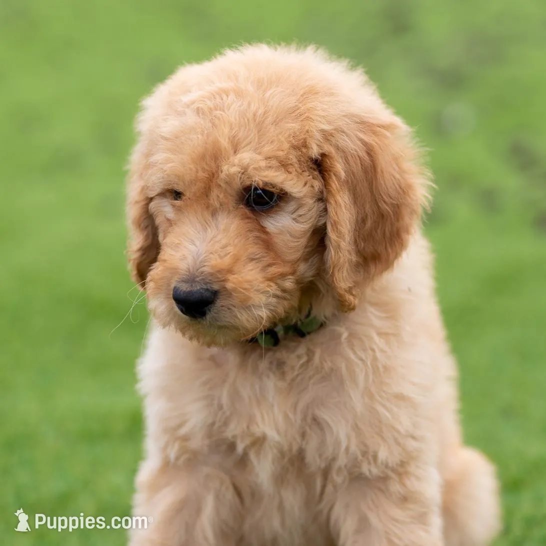 Hunter, a male Goldendoodle for sale in Colorado Springs, CO – Photo 10 of 10